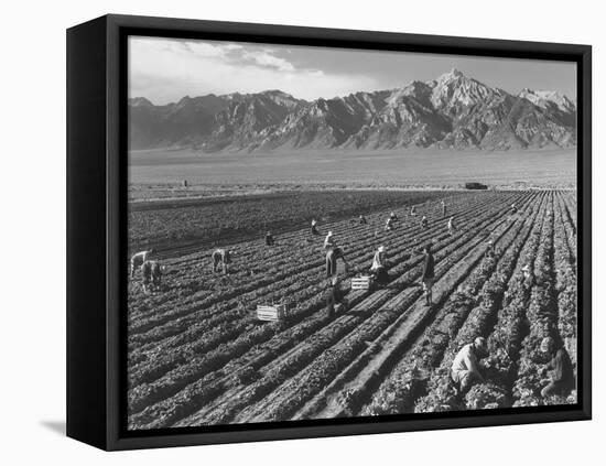 Farm workers harvesting  near Mount Williamson, Manzanar Relocation Center, California, 1943-Ansel Adams-Framed Premier Image Canvas