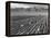 Farm workers harvesting  near Mount Williamson, Manzanar Relocation Center, California, 1943-Ansel Adams-Framed Premier Image Canvas