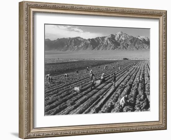 Farm workers harvesting  near Mount Williamson, Manzanar Relocation Center, California, 1943-Ansel Adams-Framed Photographic Print