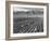 Farm workers harvesting  near Mount Williamson, Manzanar Relocation Center, California, 1943-Ansel Adams-Framed Photographic Print