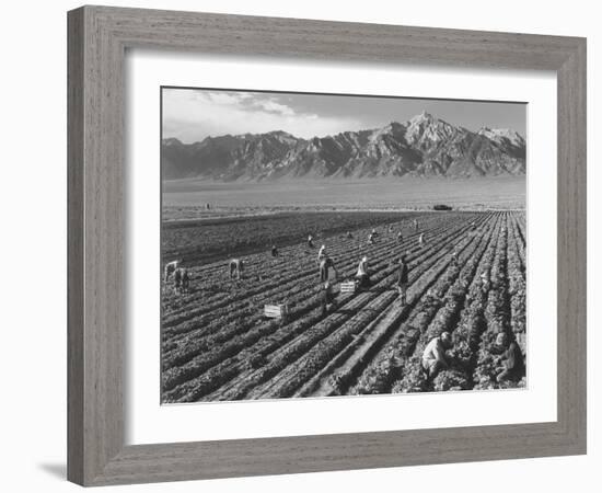 Farm workers harvesting  near Mount Williamson, Manzanar Relocation Center, California, 1943-Ansel Adams-Framed Photographic Print