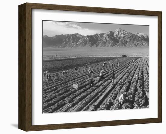 Farm workers harvesting  near Mount Williamson, Manzanar Relocation Center, California, 1943-Ansel Adams-Framed Photographic Print