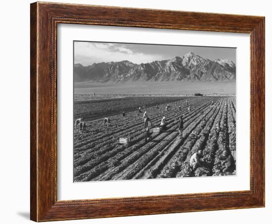 Farm workers harvesting  near Mount Williamson, Manzanar Relocation Center, California, 1943-Ansel Adams-Framed Photographic Print