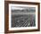 Farm workers harvesting  near Mount Williamson, Manzanar Relocation Center, California, 1943-Ansel Adams-Framed Photographic Print