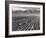 Farm workers harvesting  near Mount Williamson, Manzanar Relocation Center, California, 1943-Ansel Adams-Framed Photographic Print