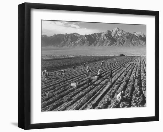 Farm workers harvesting  near Mount Williamson, Manzanar Relocation Center, California, 1943-Ansel Adams-Framed Photographic Print