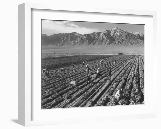 Farm workers harvesting  near Mount Williamson, Manzanar Relocation Center, California, 1943-Ansel Adams-Framed Photographic Print