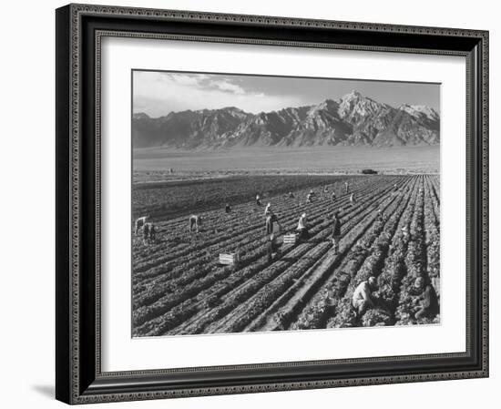 Farm workers harvesting  near Mount Williamson, Manzanar Relocation Center, California, 1943-Ansel Adams-Framed Photographic Print