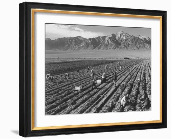 Farm workers harvesting  near Mount Williamson, Manzanar Relocation Center, California, 1943-Ansel Adams-Framed Photographic Print