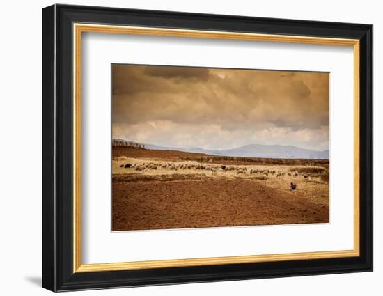 Farmer and Her Sheep, Sacred Valley, Cusco, Peru, South America-Laura Grier-Framed Photographic Print