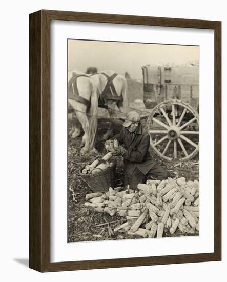 Farmer Collecting Husked Corn to Load into a Horse Drawn Wagon in Washington County, Maryland, 1937-Arthur Rothstein-Framed Photo