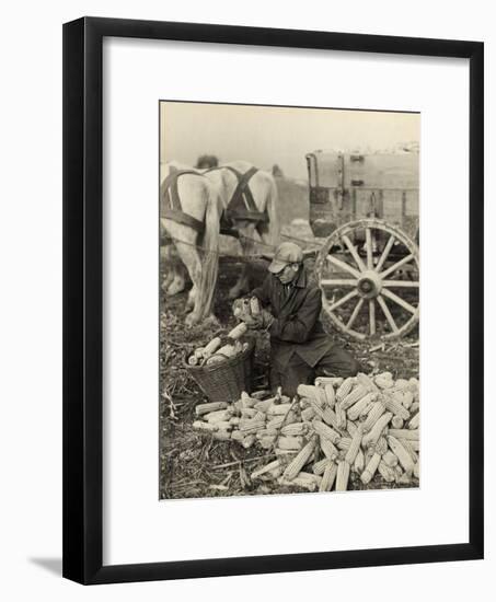 Farmer Collecting Husked Corn to Load into a Horse Drawn Wagon in Washington County, Maryland, 1937-Arthur Rothstein-Framed Photo