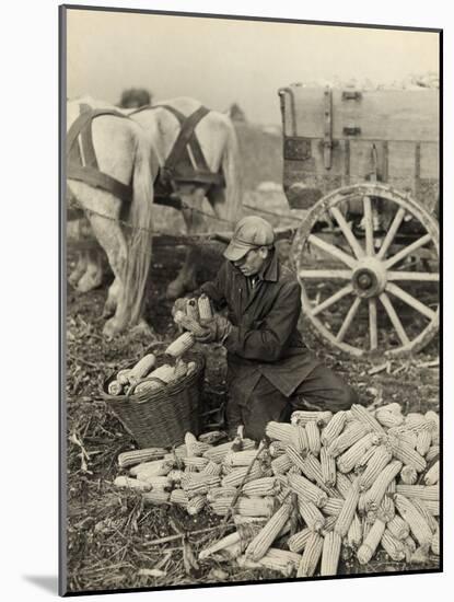 Farmer Collecting Husked Corn to Load into a Horse Drawn Wagon in Washington County, Maryland, 1937-Arthur Rothstein-Mounted Photo