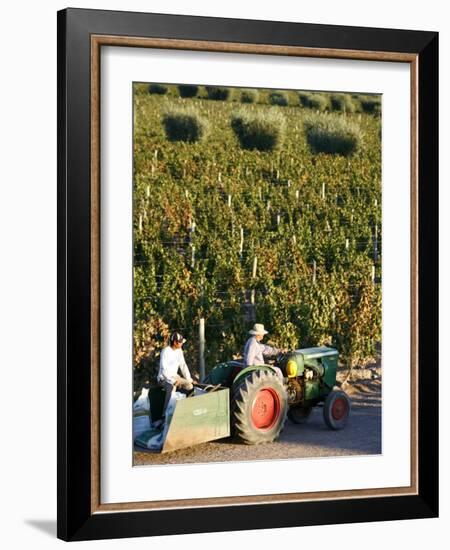 Farmer Driving a Tractor in Lujan De Cuyo, Mendoza Region, Argentina, South America-Yadid Levy-Framed Photographic Print