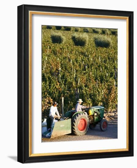 Farmer Driving a Tractor in Lujan De Cuyo, Mendoza Region, Argentina, South America-Yadid Levy-Framed Photographic Print