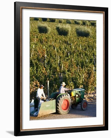 Farmer Driving a Tractor in Lujan De Cuyo, Mendoza Region, Argentina, South America-Yadid Levy-Framed Photographic Print