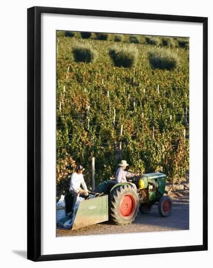 Farmer Driving a Tractor in Lujan De Cuyo, Mendoza Region, Argentina, South America-Yadid Levy-Framed Photographic Print