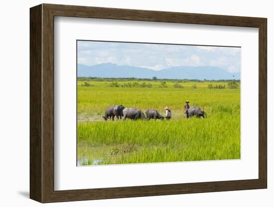 Farmer Herding Water Buffalo by the Kaladan River, Rakhine, Myanmar-Keren Su-Framed Photographic Print