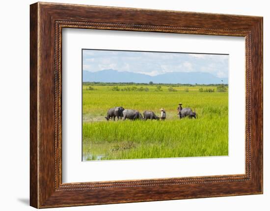 Farmer Herding Water Buffalo by the Kaladan River, Rakhine, Myanmar-Keren Su-Framed Photographic Print