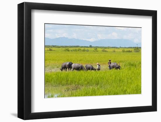 Farmer Herding Water Buffalo by the Kaladan River, Rakhine, Myanmar-Keren Su-Framed Photographic Print