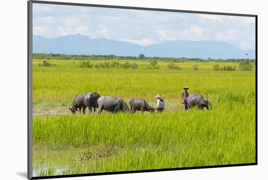 Farmer Herding Water Buffalo by the Kaladan River, Rakhine, Myanmar-Keren Su-Mounted Photographic Print