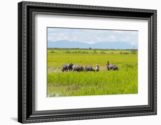 Farmer Herding Water Buffalo by the Kaladan River, Rakhine, Myanmar-Keren Su-Framed Photographic Print