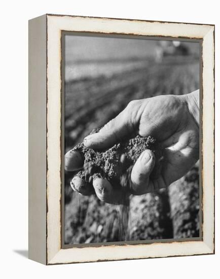 Farmer Holding a Handful of Soil-Ed Clark-Framed Premier Image Canvas