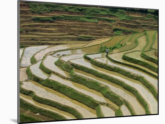 Farmer in Terraced Rice Paddies at Longsheng in North East Guangxi, China-Robert Francis-Mounted Photographic Print