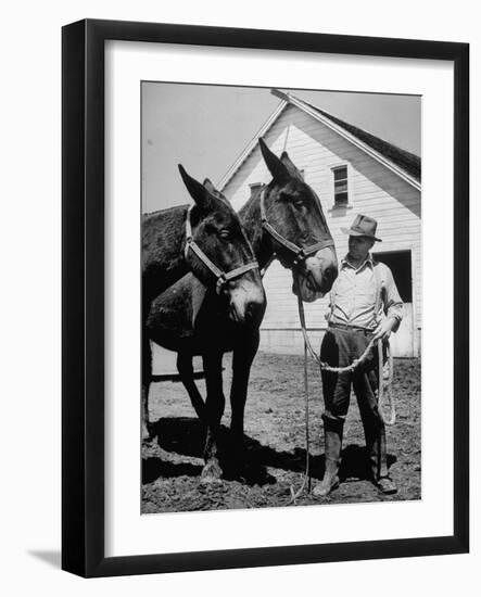 Farmer J. Vivian Truman, Brother of Harry Truman, Working with a Pair of Mules-null-Framed Photographic Print