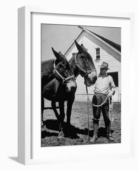 Farmer J. Vivian Truman, Brother of Harry Truman, Working with a Pair of Mules-null-Framed Photographic Print