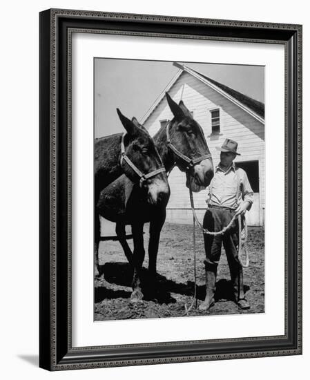 Farmer J. Vivian Truman, Brother of Harry Truman, Working with a Pair of Mules-null-Framed Photographic Print