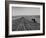 Farmer Lossening Top Soil of His Field-Dmitri Kessel-Framed Photographic Print