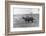 Farmer on Ox Cart-null-Framed Photographic Print