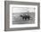 Farmer on Ox Cart-null-Framed Photographic Print