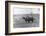 Farmer on Ox Cart-null-Framed Photographic Print