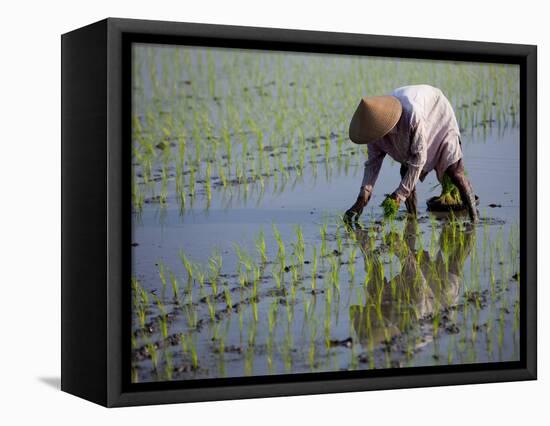 Farmer Planting Rice, Kerobokan, Bali, Indonesia, Southeast Asia, Asia-Thorsten Milse-Framed Premier Image Canvas