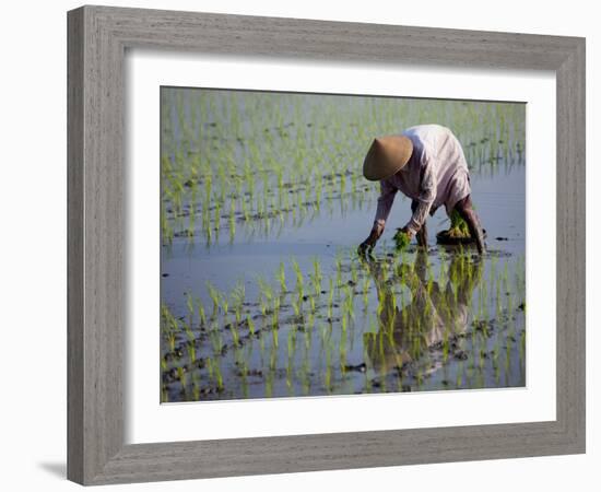 Farmer Planting Rice, Kerobokan, Bali, Indonesia, Southeast Asia, Asia-Thorsten Milse-Framed Photographic Print