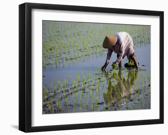 Farmer Planting Rice, Kerobokan, Bali, Indonesia, Southeast Asia, Asia-Thorsten Milse-Framed Photographic Print