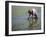 Farmer Planting Rice, Kerobokan, Bali, Indonesia, Southeast Asia, Asia-Thorsten Milse-Framed Photographic Print