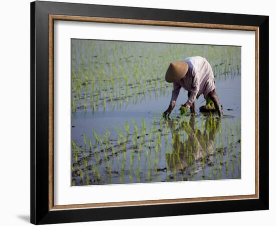 Farmer Planting Rice, Kerobokan, Bali, Indonesia, Southeast Asia, Asia-Thorsten Milse-Framed Photographic Print
