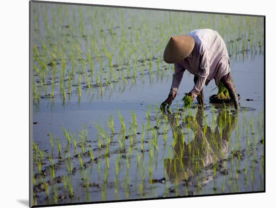 Farmer Planting Rice, Kerobokan, Bali, Indonesia, Southeast Asia, Asia-Thorsten Milse-Mounted Photographic Print