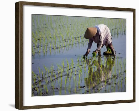 Farmer Planting Rice, Kerobokan, Bali, Indonesia, Southeast Asia, Asia-Thorsten Milse-Framed Photographic Print