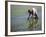 Farmer Planting Rice, Kerobokan, Bali, Indonesia, Southeast Asia, Asia-Thorsten Milse-Framed Photographic Print