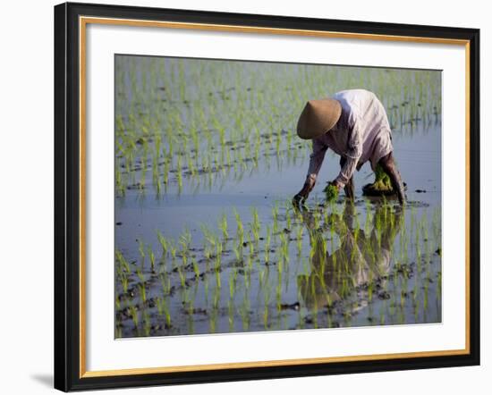 Farmer Planting Rice, Kerobokan, Bali, Indonesia, Southeast Asia, Asia-Thorsten Milse-Framed Photographic Print