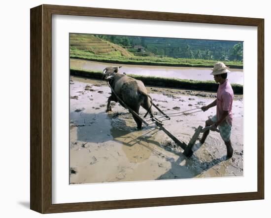 Farmer Ploughing Flooded Rice Field, Central Area, Island of Bali, Indonesia, Southeast Asia-Bruno Morandi-Framed Photographic Print