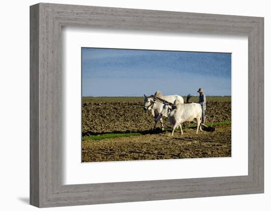 Farmer Ploughing His Field around Taungthman Lake, U Bein, Amarapura, Myanmar (Burma), Asia-Nathalie Cuvelier-Framed Photographic Print