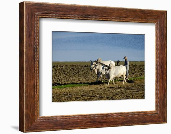 Farmer Ploughing His Field around Taungthman Lake, U Bein, Amarapura, Myanmar (Burma), Asia-Nathalie Cuvelier-Framed Photographic Print