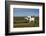 Farmer Ploughing His Field around Taungthman Lake, U Bein, Amarapura, Myanmar (Burma), Asia-Nathalie Cuvelier-Framed Photographic Print