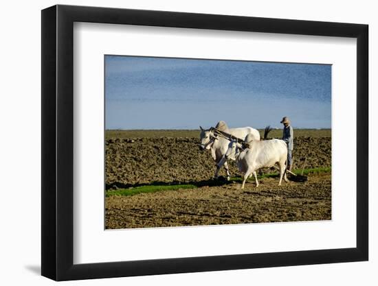 Farmer Ploughing His Field around Taungthman Lake, U Bein, Amarapura, Myanmar (Burma), Asia-Nathalie Cuvelier-Framed Photographic Print