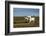 Farmer Ploughing His Field around Taungthman Lake, U Bein, Amarapura, Myanmar (Burma), Asia-Nathalie Cuvelier-Framed Photographic Print